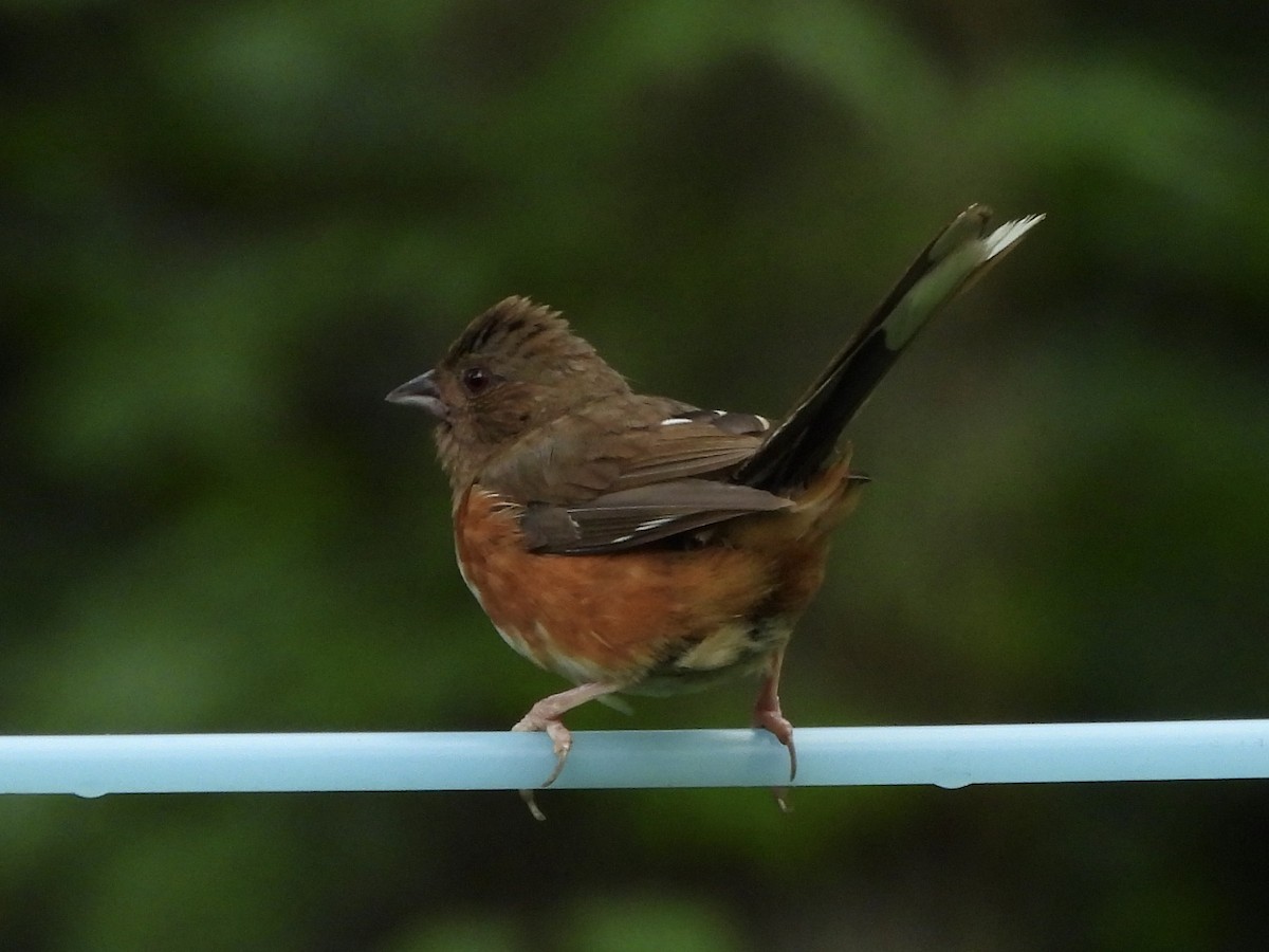 Eastern Towhee - ML608271521