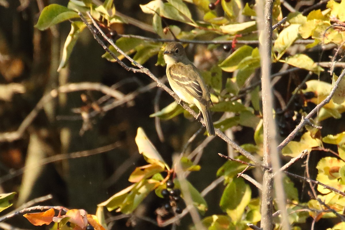 Least Flycatcher - ML608271522