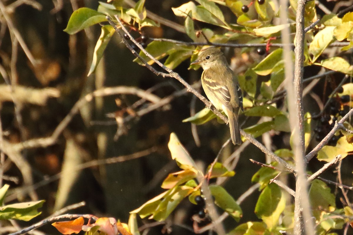 Least Flycatcher - ML608271523