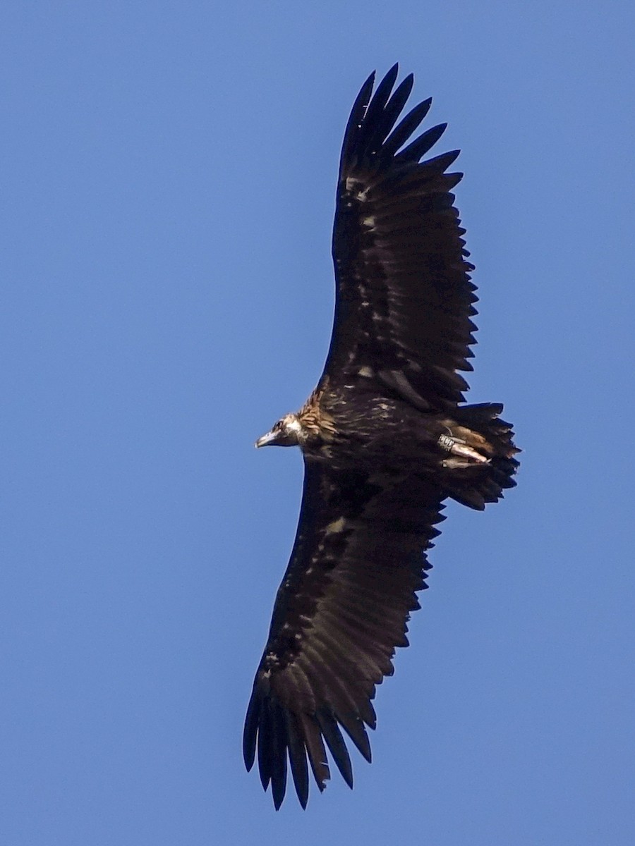 Cinereous Vulture - Stéphane  Thomin