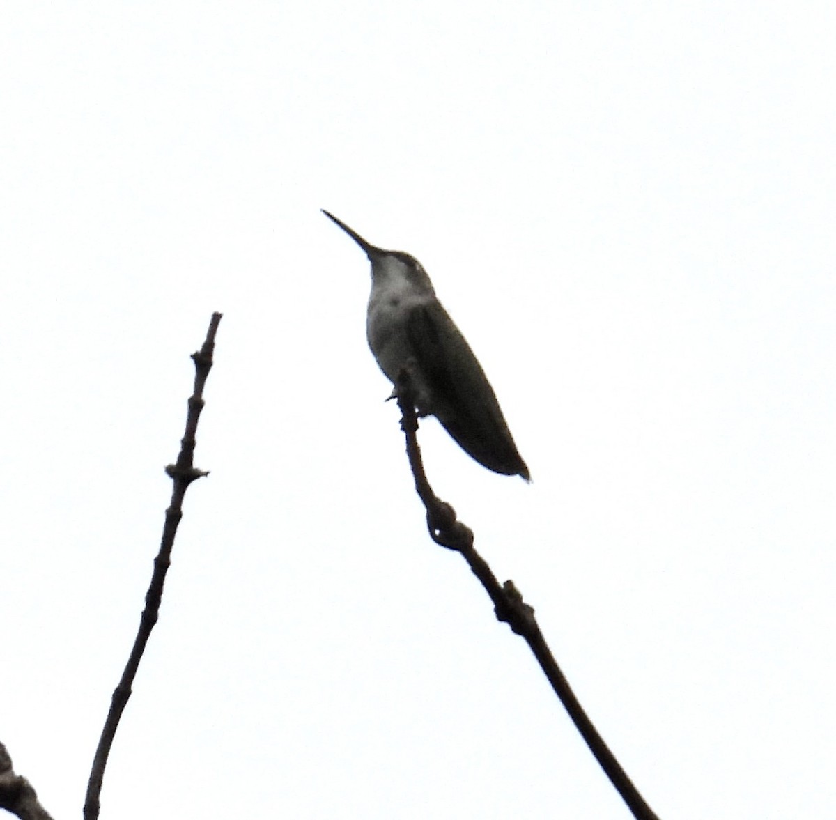 Ruby-throated Hummingbird - ML608271599