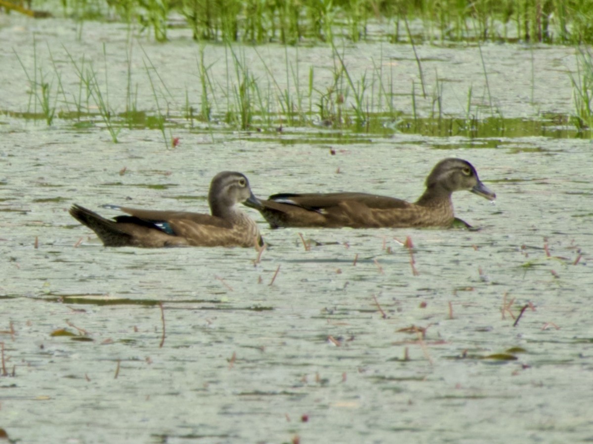 Wood Duck - ML608271782
