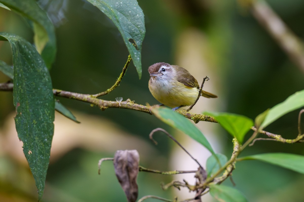 Brown-capped Vireo - ML608271849