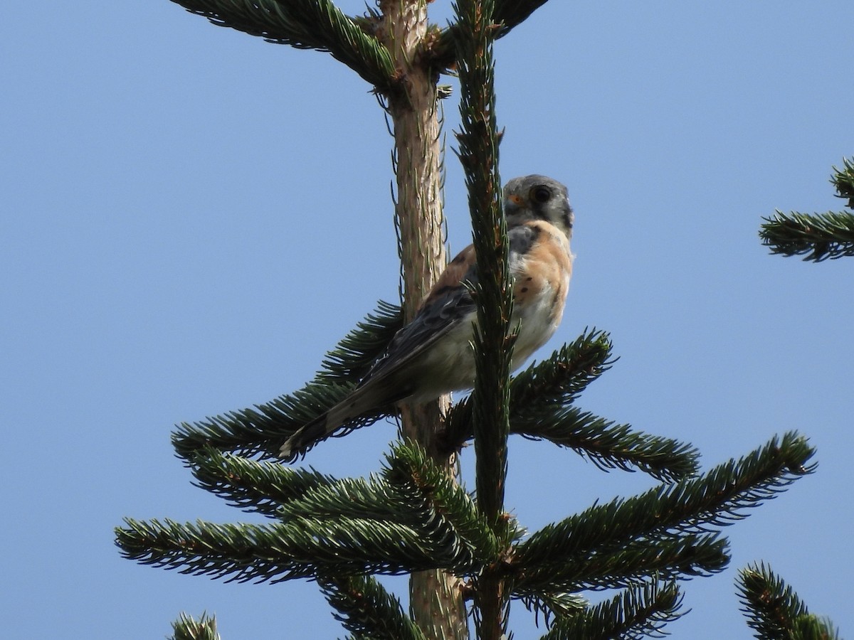 American Kestrel - ML608271896