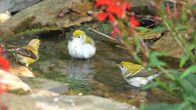 Chestnut-sided Warbler - ML608271915