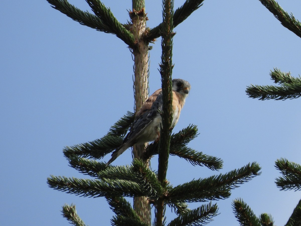 American Kestrel - ML608271916