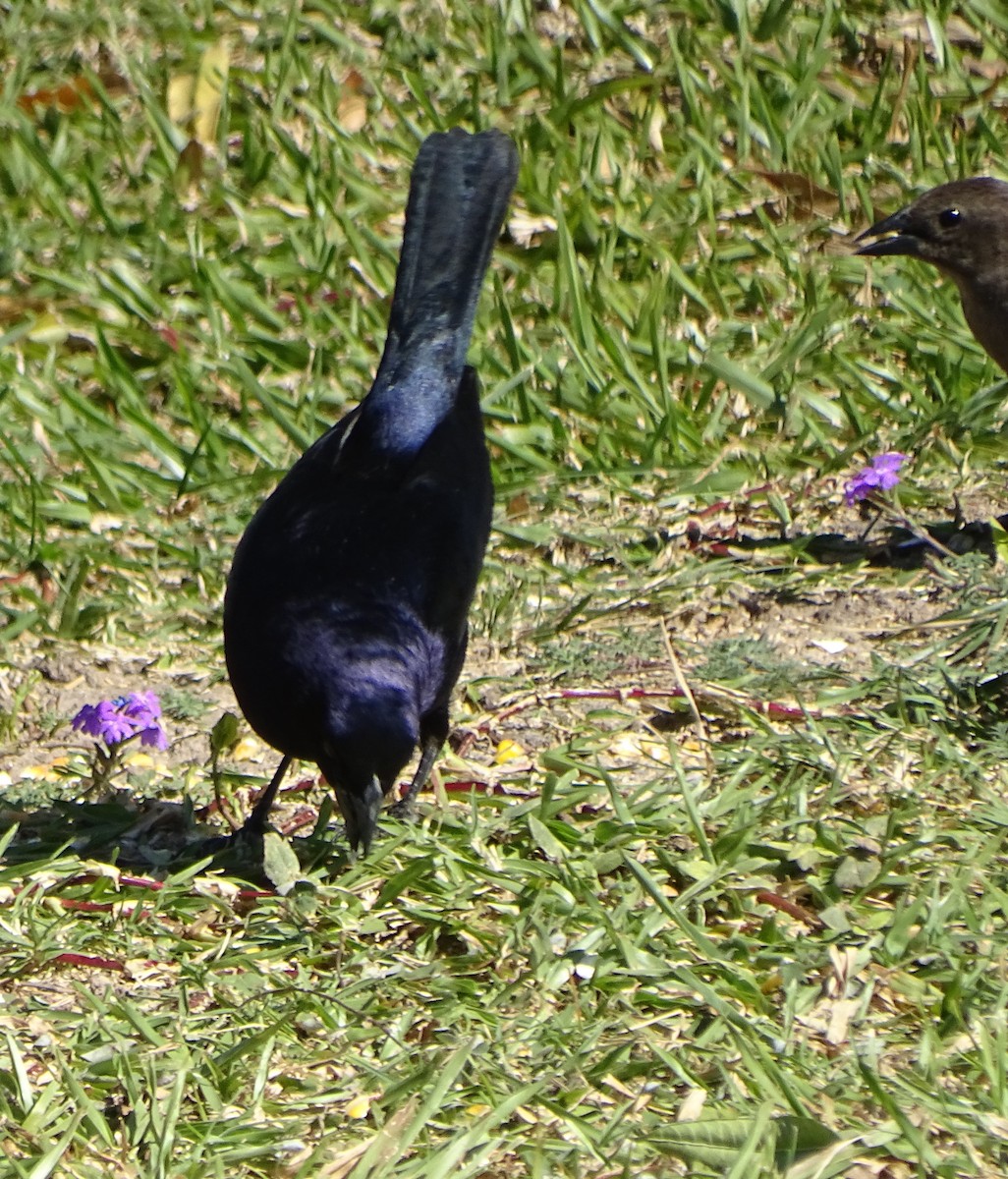 Shiny Cowbird - Mirian Del Río