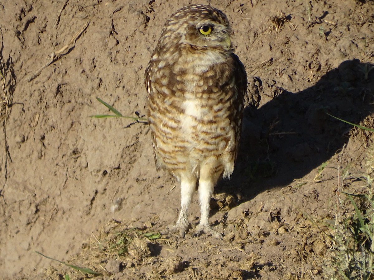 Burrowing Owl - Mirian Del Río