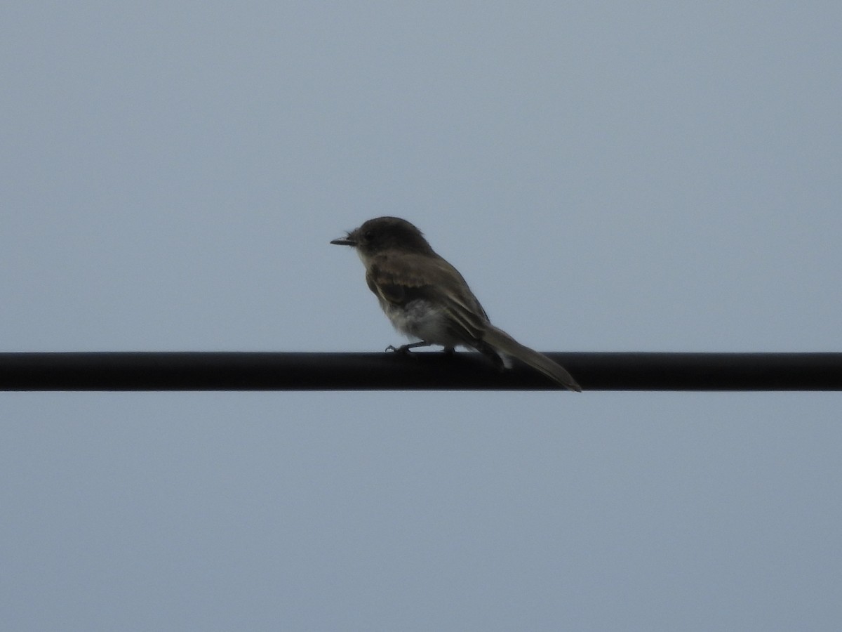 Eastern Phoebe - ML608272007