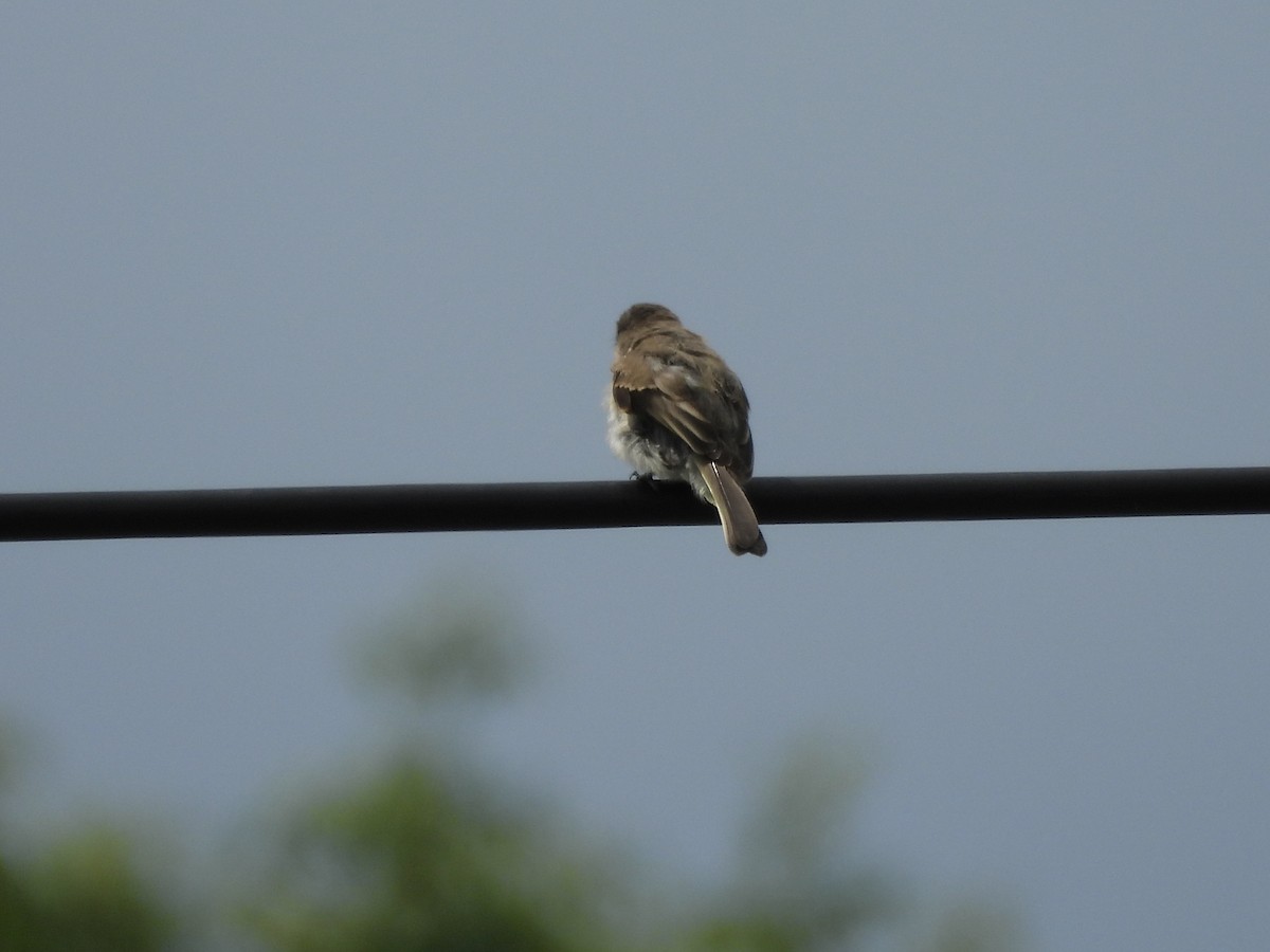 Eastern Phoebe - ML608272020