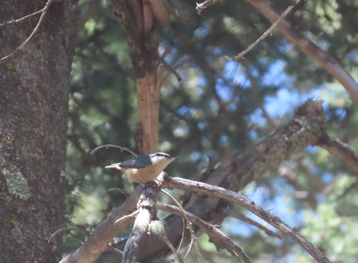 Red-breasted Nuthatch - ML608272208