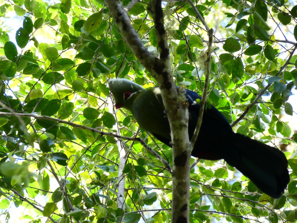 Knysna Turaco - ML608272229