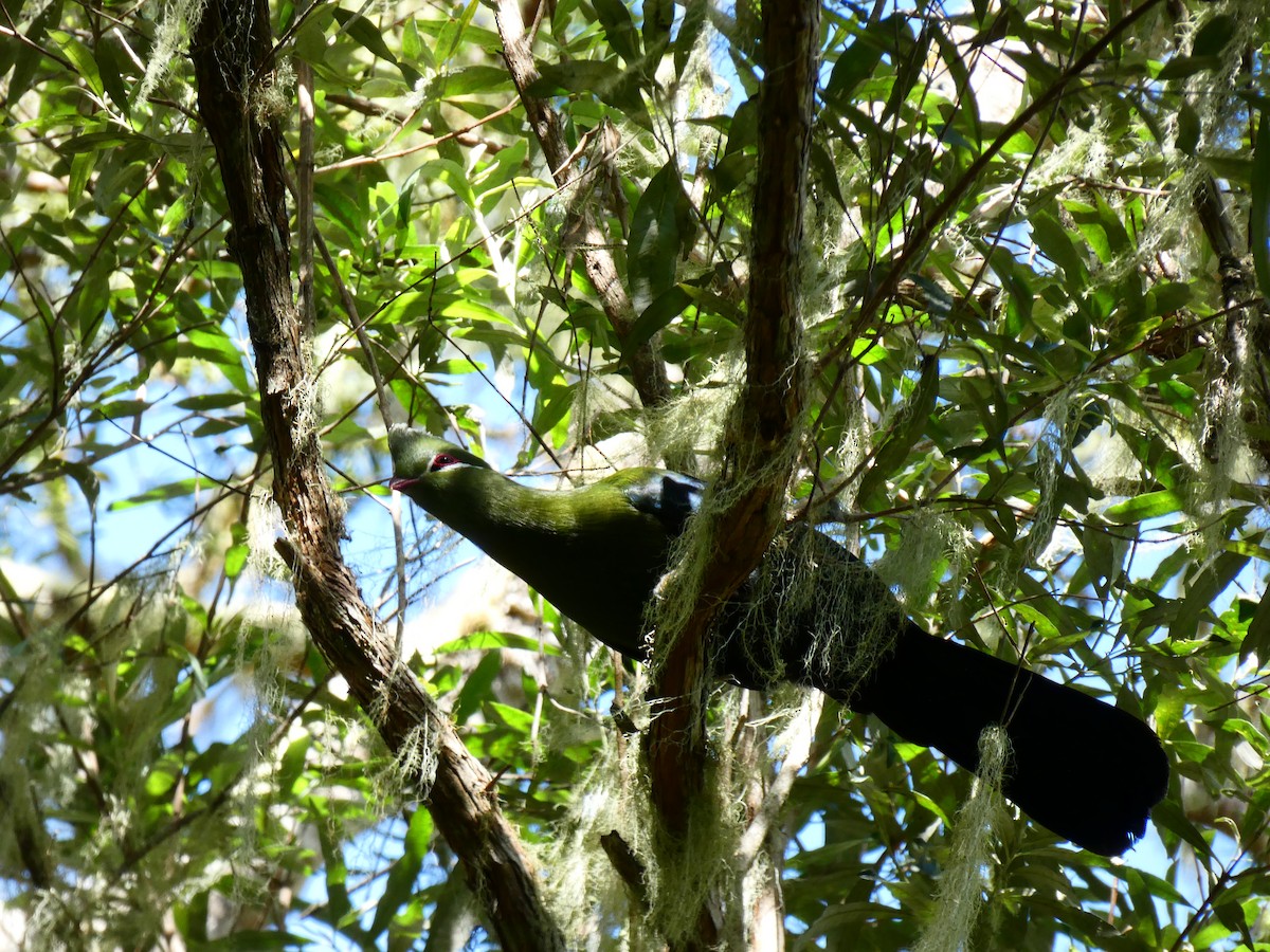 Knysna Turaco - ML608272230