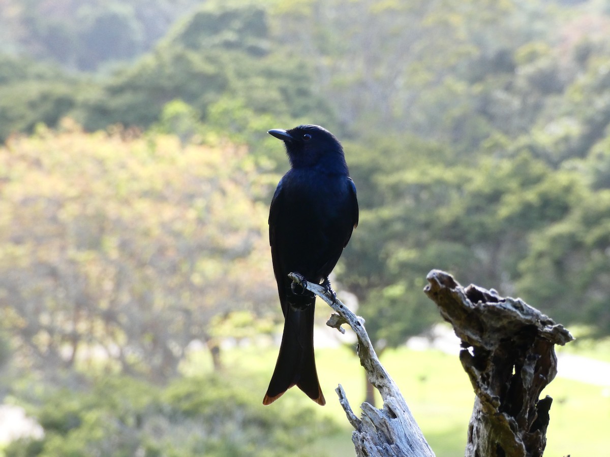 Fork-tailed Drongo - ML608272312