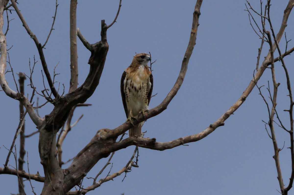 Red-tailed Hawk - ML608272333