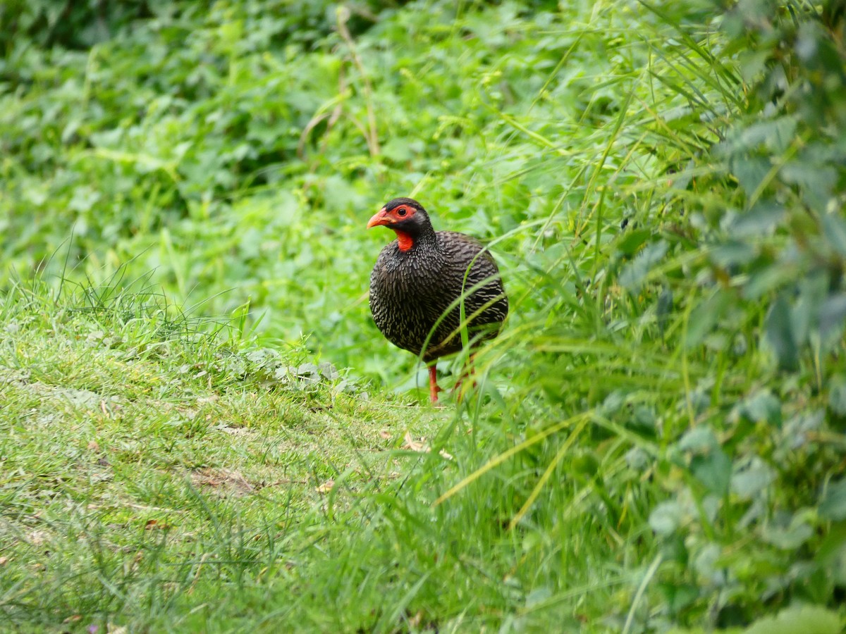 Red-necked Spurfowl - ML608272343