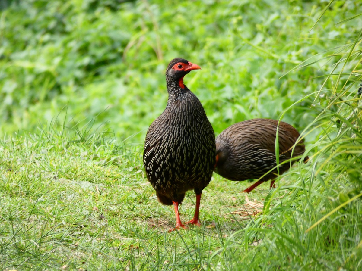 Red-necked Spurfowl - ML608272344