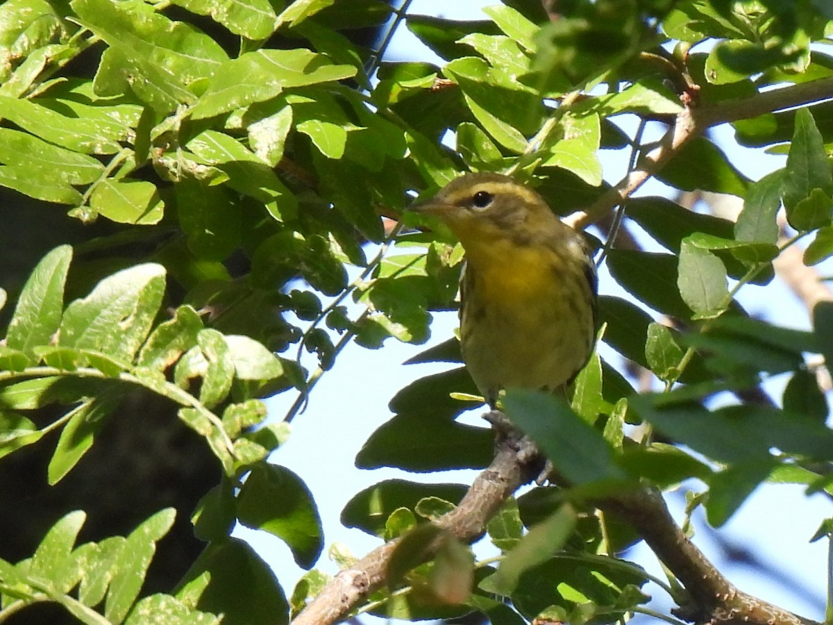 Blackburnian Warbler - ML608272509