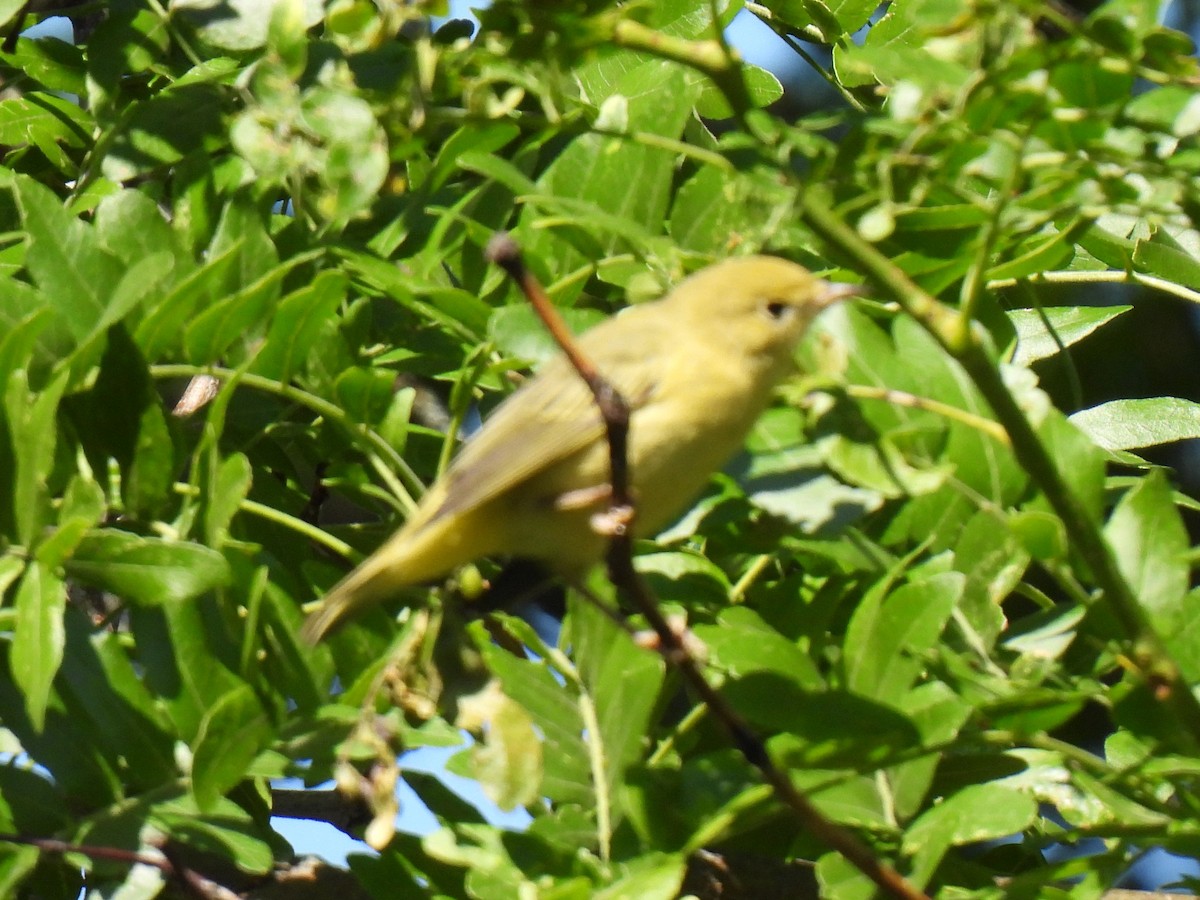 Paruline jaune - ML608272567