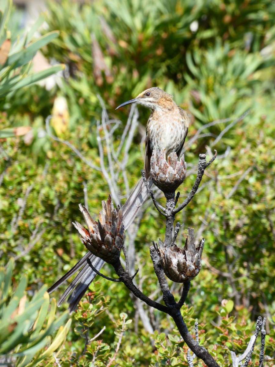 Cape Sugarbird - ML608272655