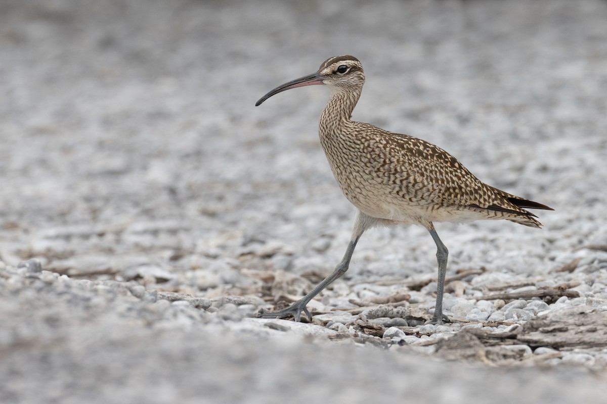 Regenbrachvogel - ML608272711