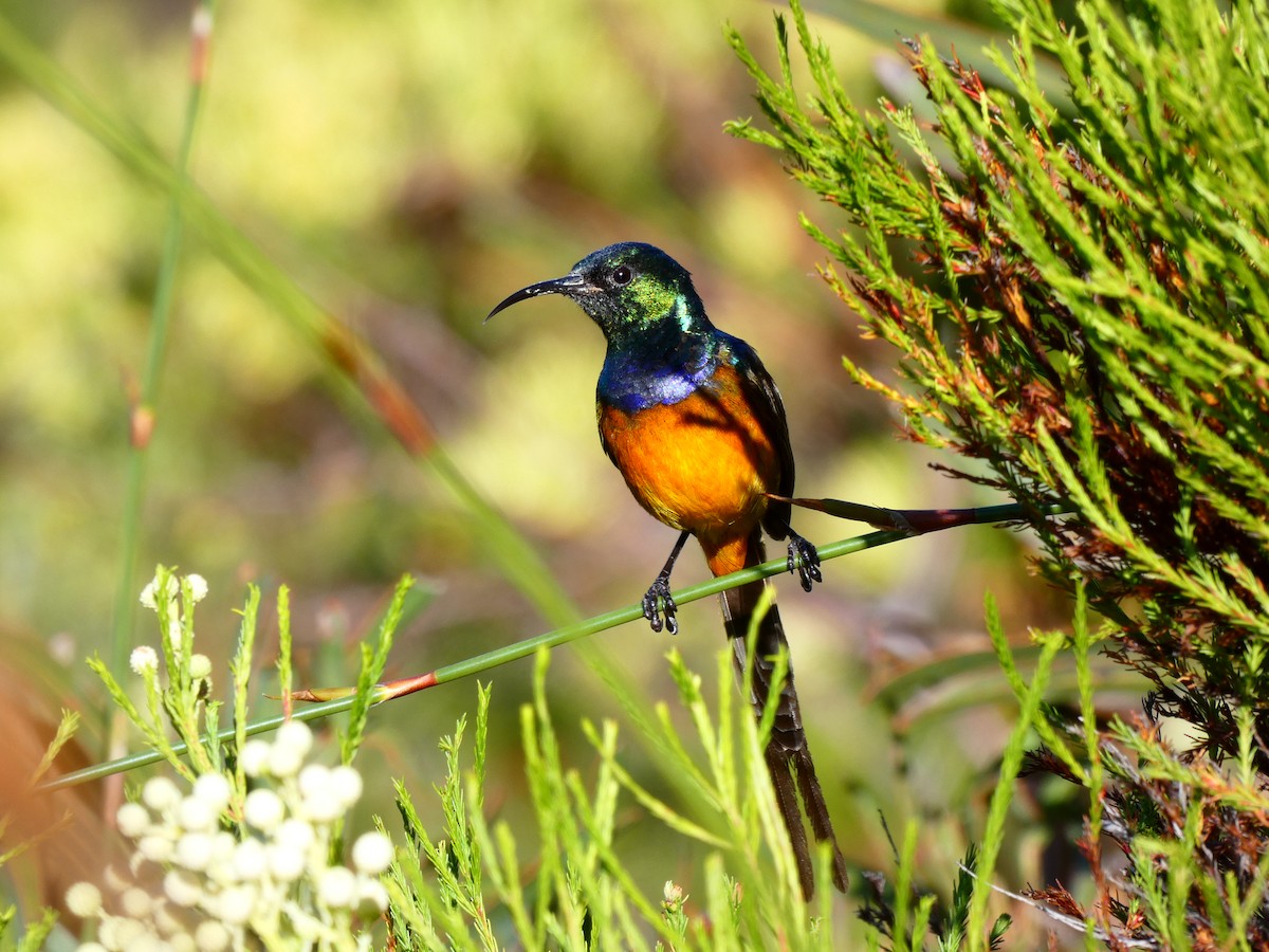 Orange-breasted Sunbird - ML608272717