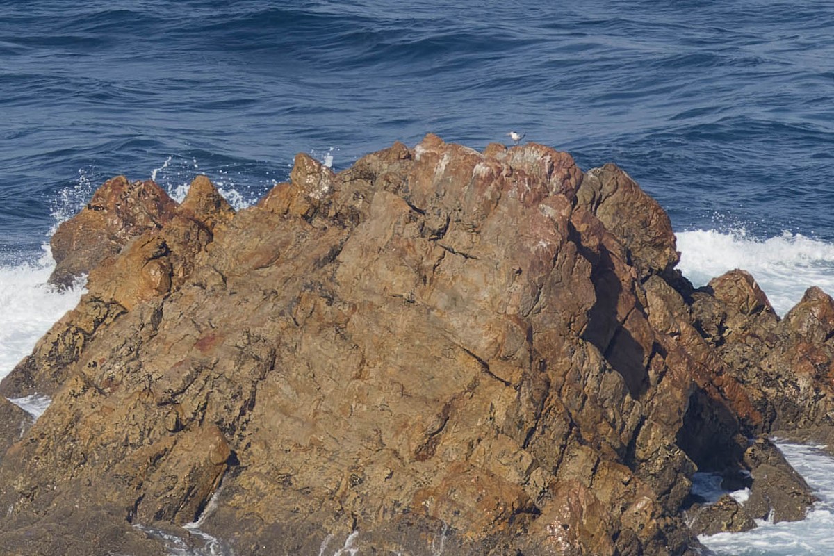 Elegant Tern - Luis Alvarez