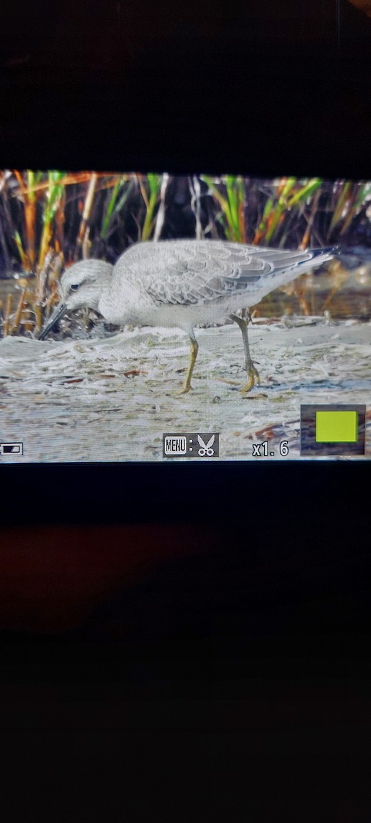 Red Knot - Jason Strickland