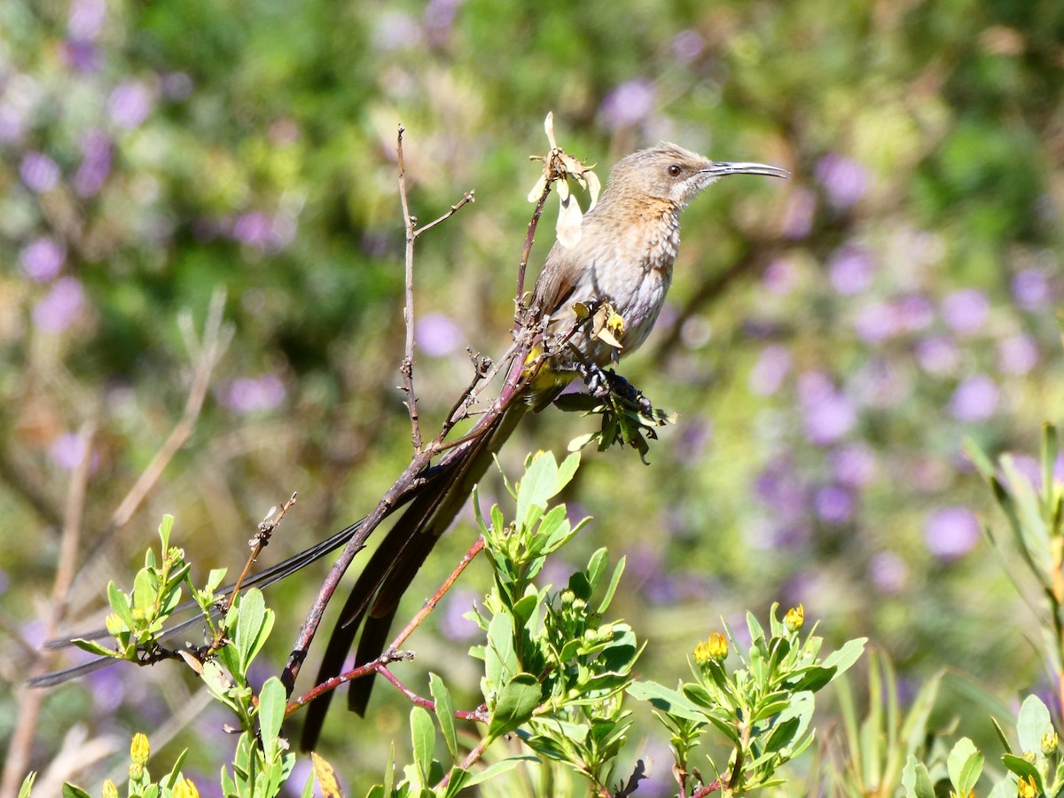 Cape Sugarbird - ML608272756