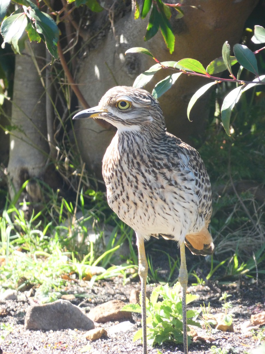 Spotted Thick-knee - ML608272851