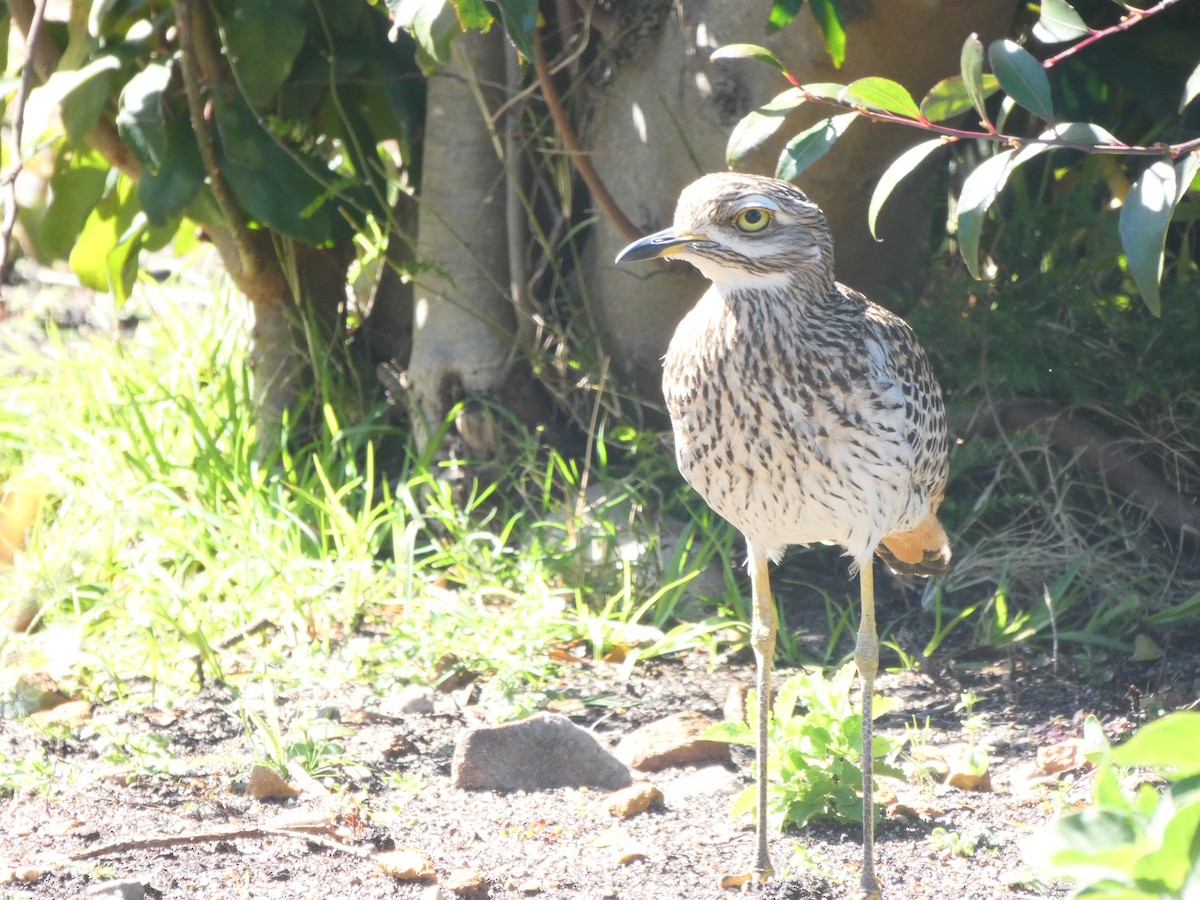 Spotted Thick-knee - ML608272852