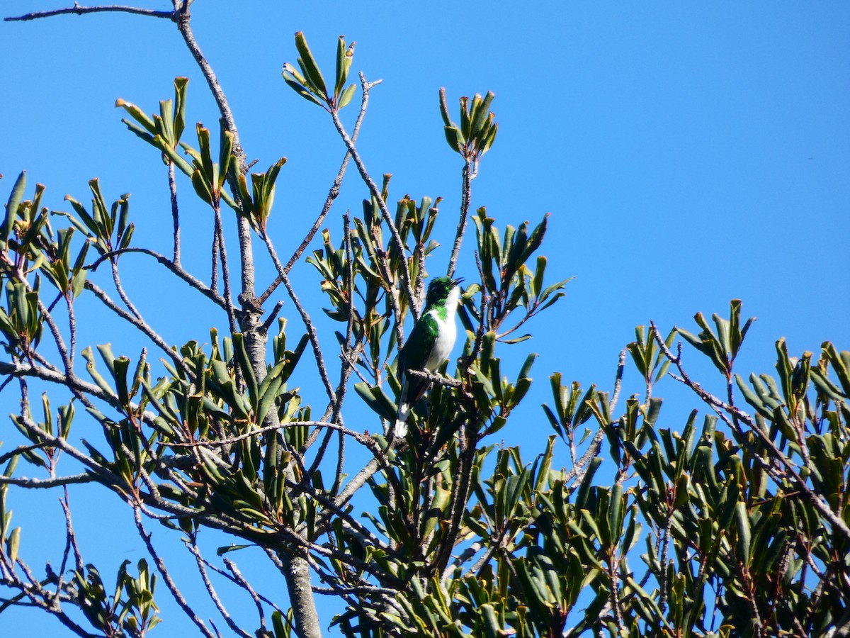 Klaas's Cuckoo - ML608272857