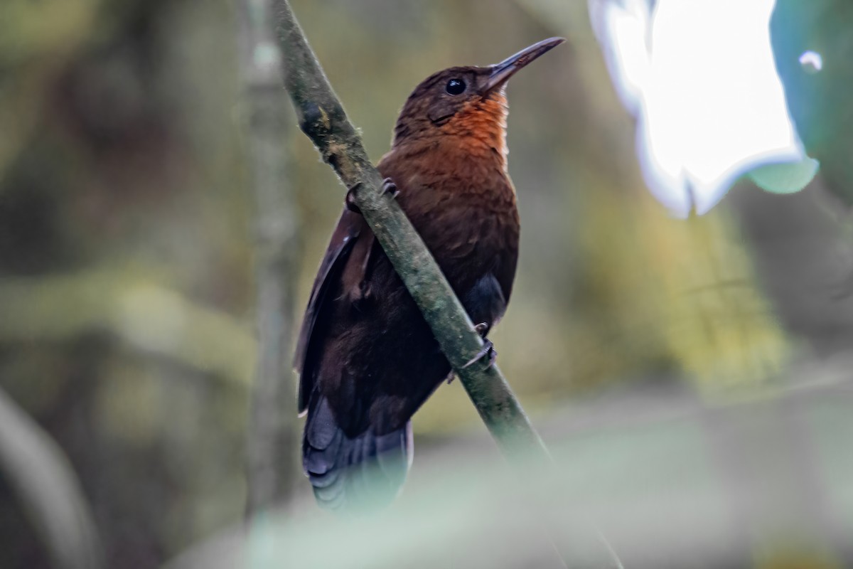 South American Leaftosser (Andean) - Kurt Gaskill