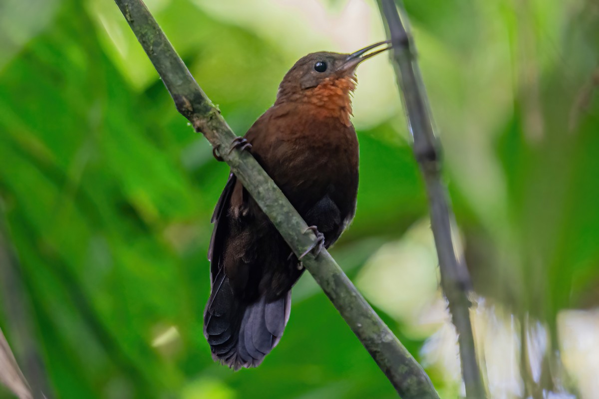 South American Leaftosser (Andean) - ML608272886