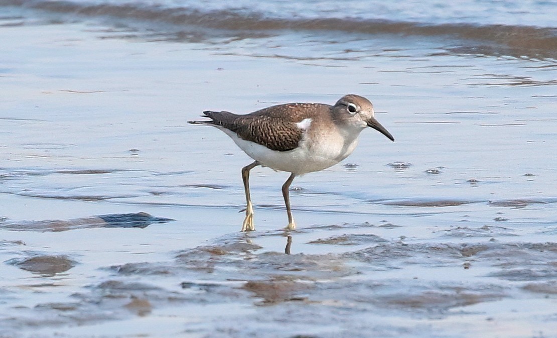 Spotted Sandpiper - ML608272896