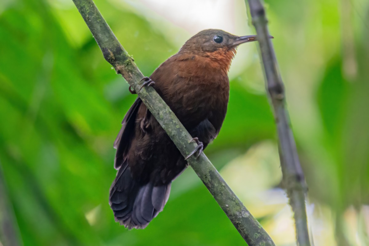 South American Leaftosser (Andean) - ML608272899