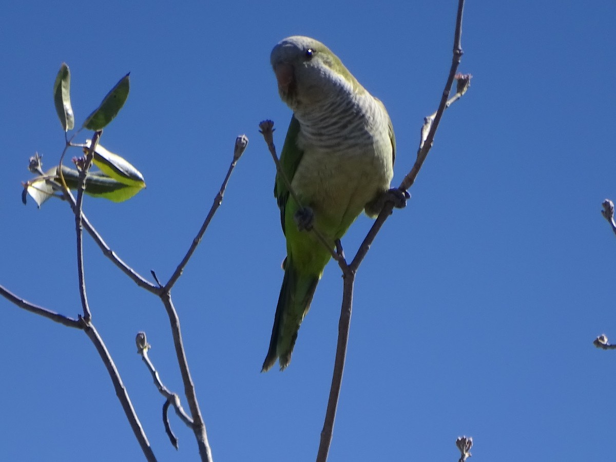 Monk Parakeet - Mirian Del Río