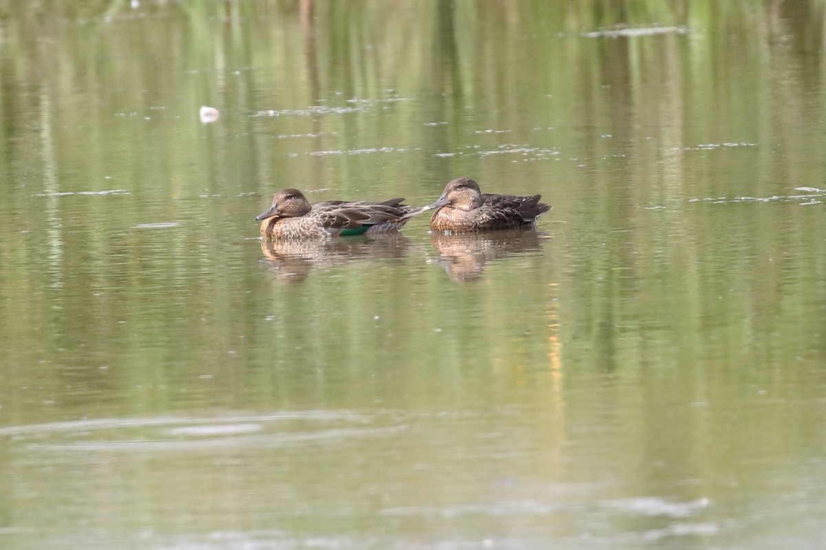 Green-winged Teal - ML608272993