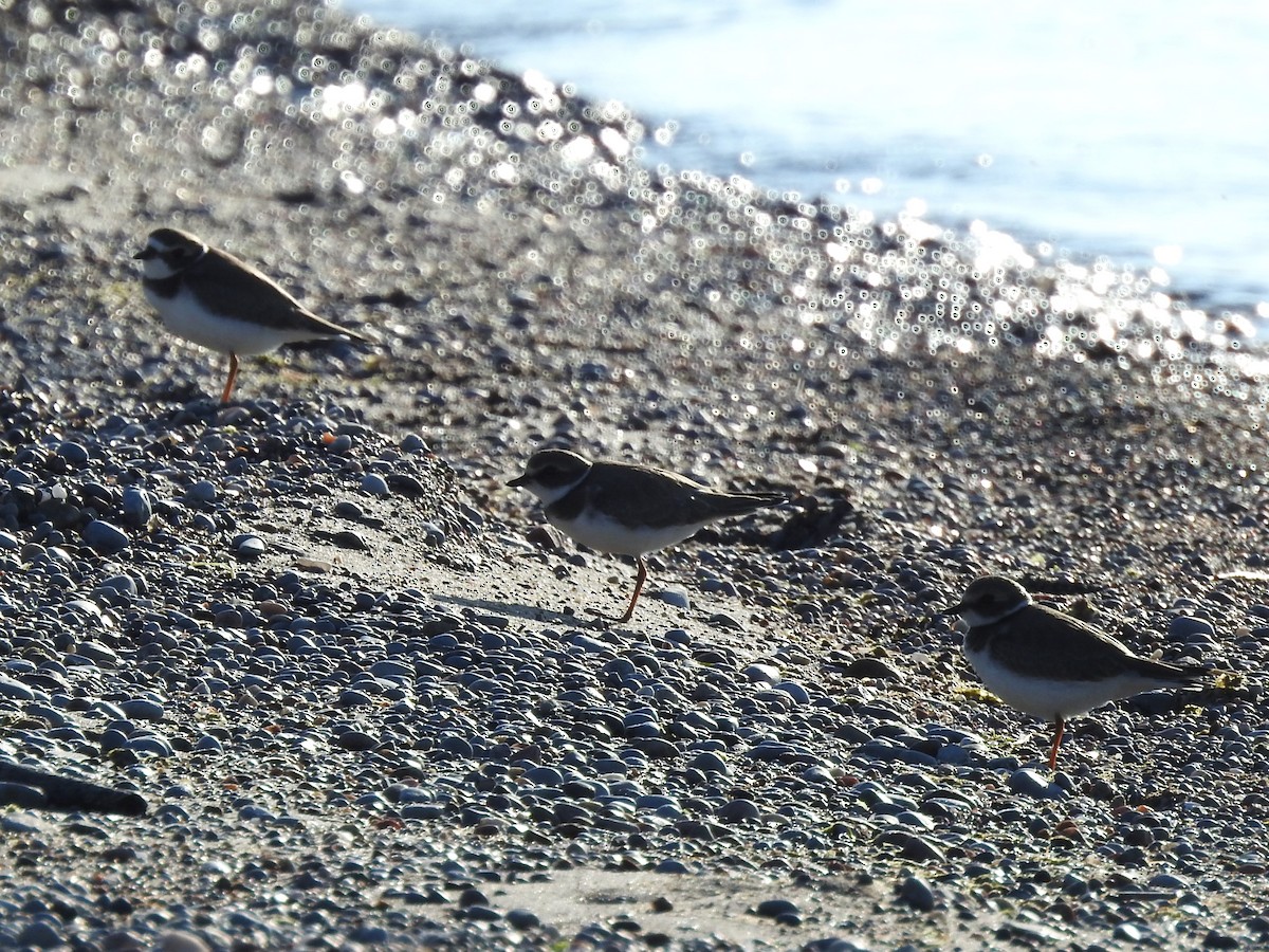 Semipalmated Plover - ML608273008