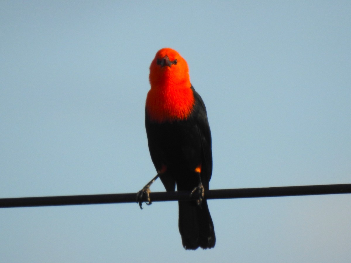 Scarlet-headed Blackbird - Ricardo Centurión