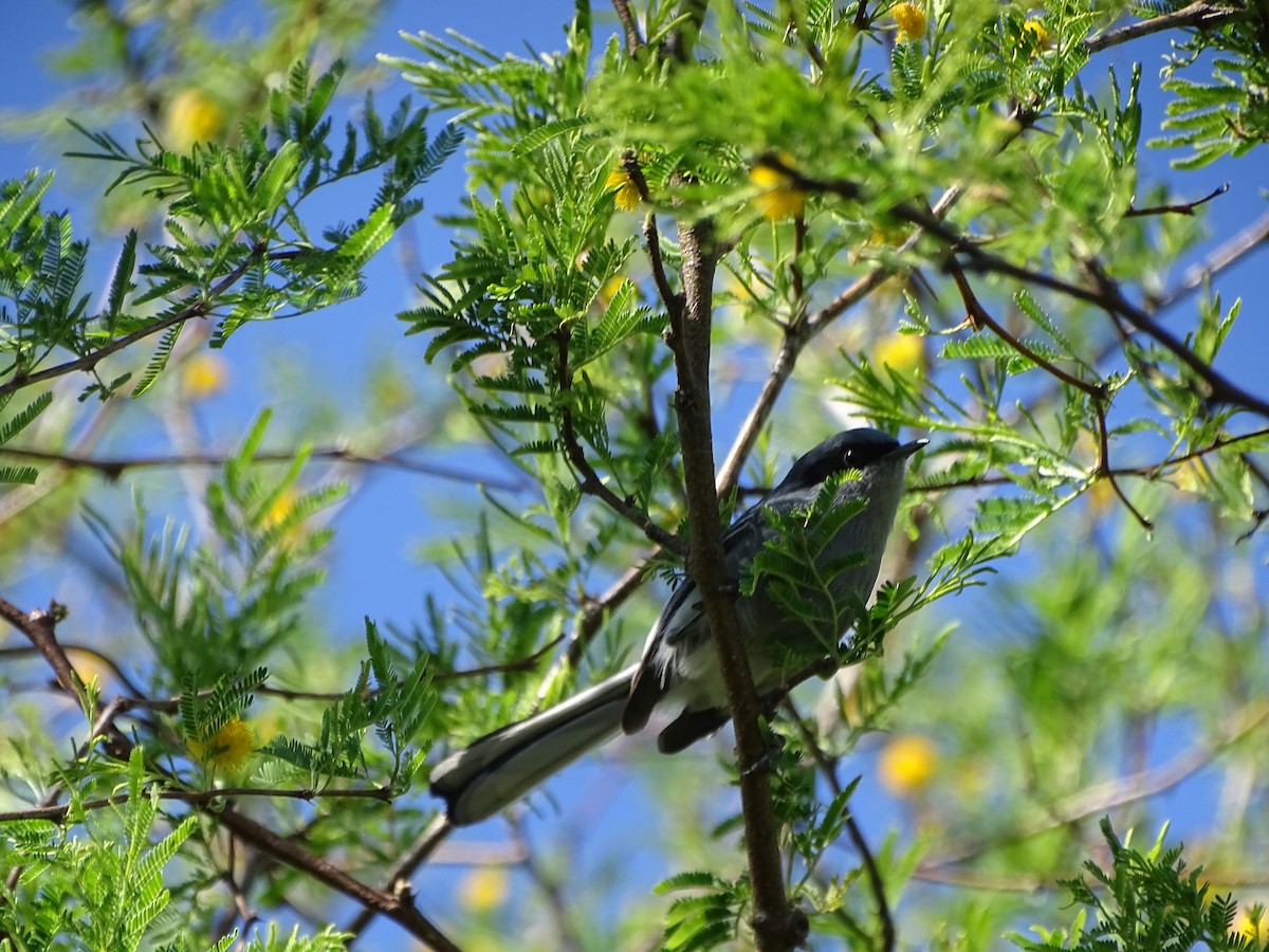 Masked Gnatcatcher - ML608273040