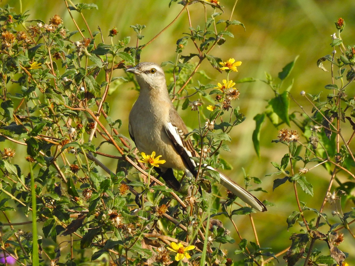 White-banded Mockingbird - Ricardo Centurión