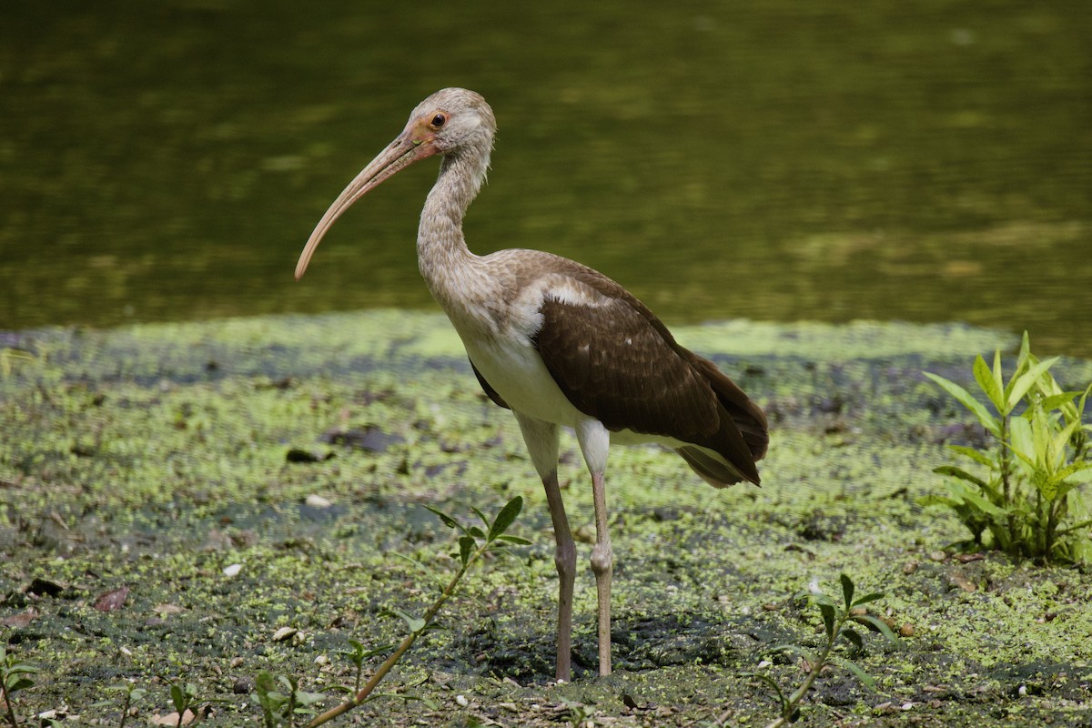 White Ibis - ML608273077