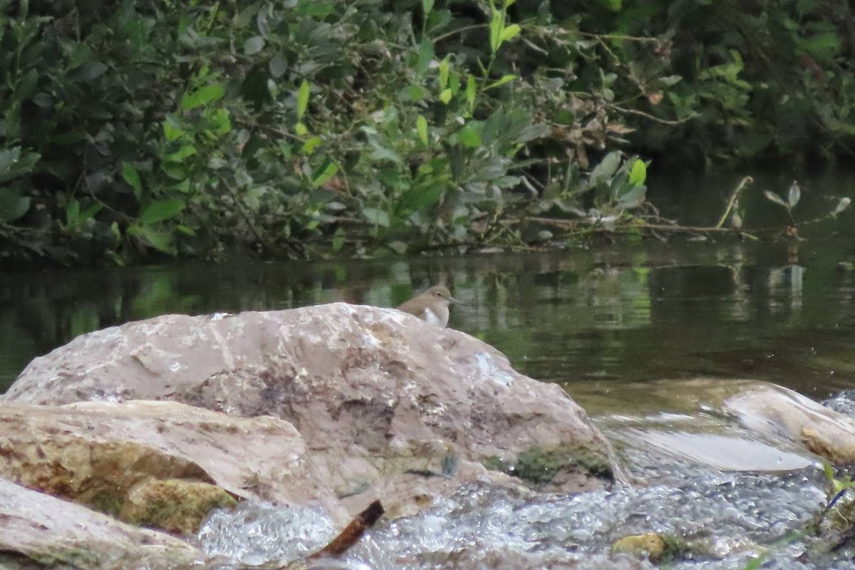 Common Sandpiper - Rosa Benito Madariaga