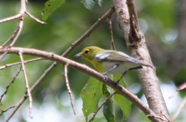 Yellow-throated Vireo - Sandy Manter