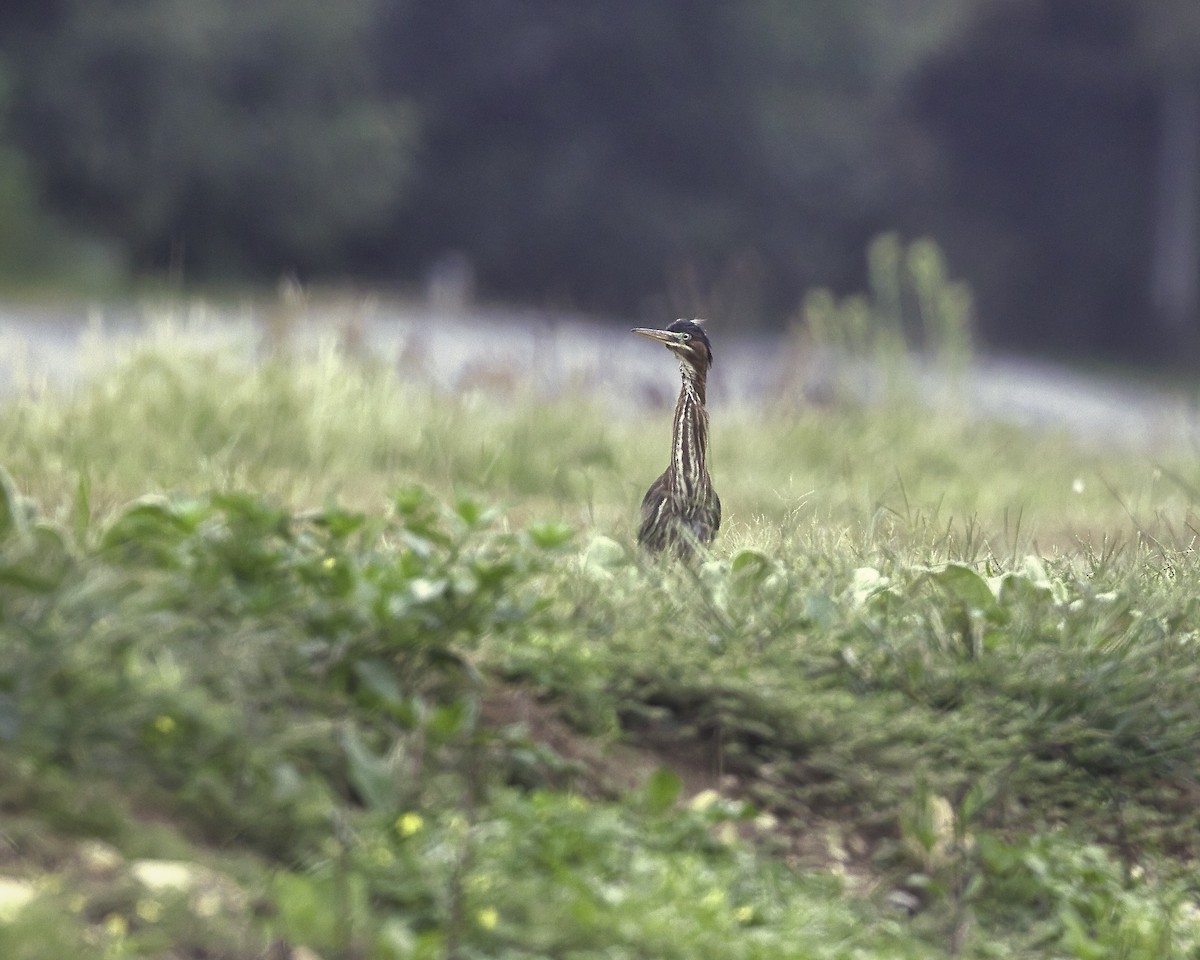 Green Heron - ML608273151