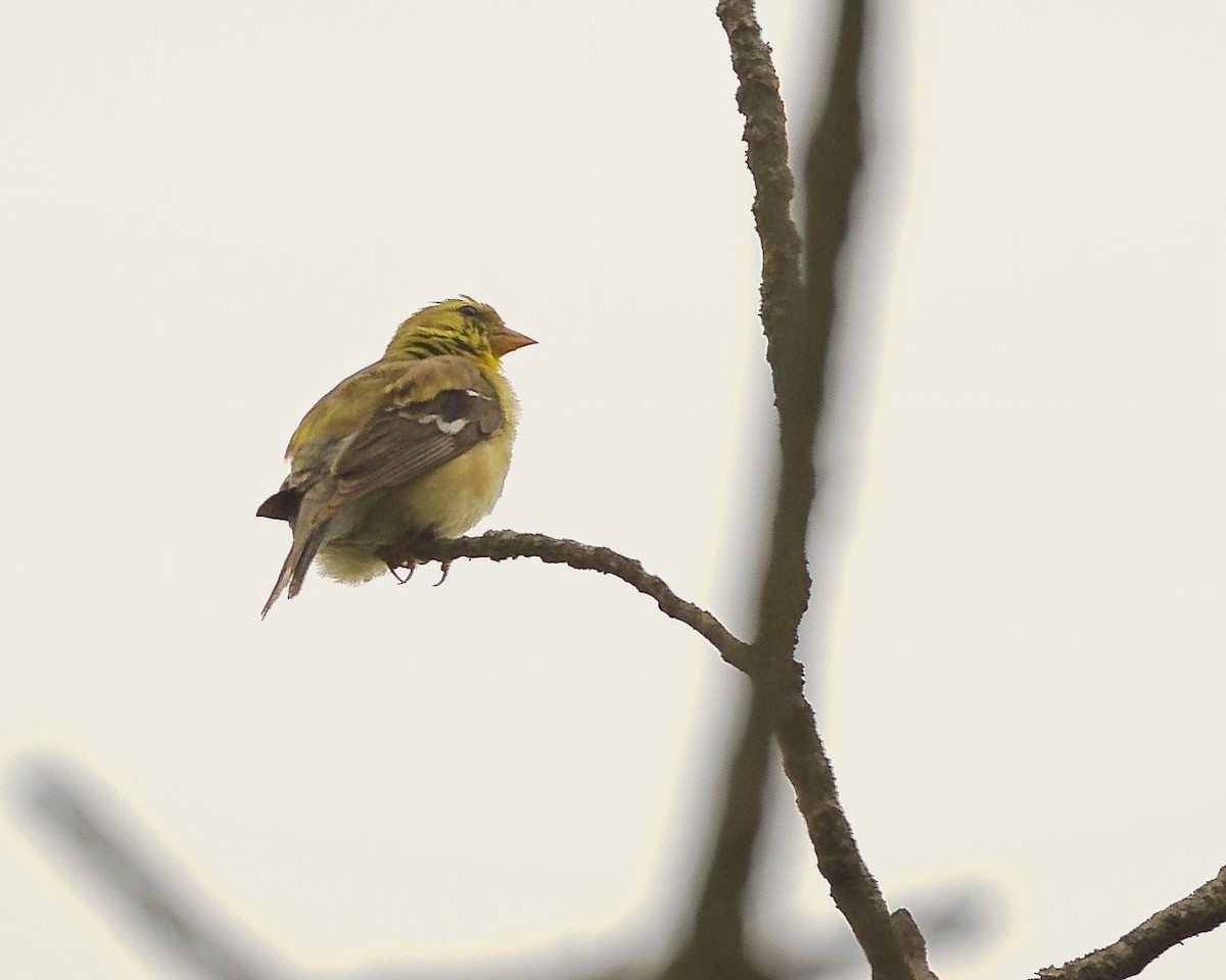 American Goldfinch - ML608273192