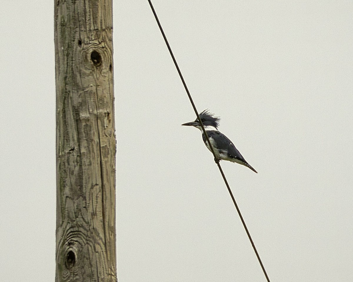 Belted Kingfisher - ML608273207