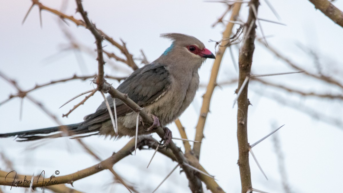 Blue-naped Mousebird - ML608273221