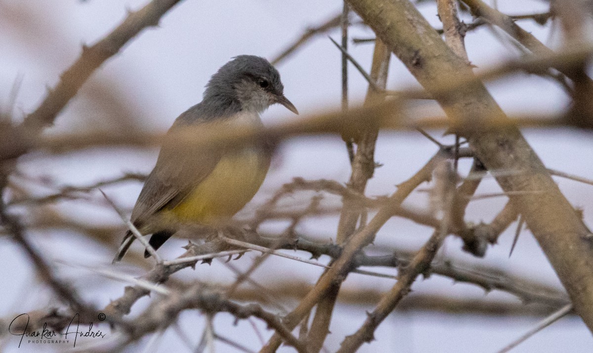 Yellow-bellied Eremomela - Juan Carlos Andrés